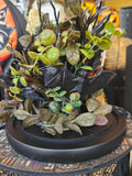 Witches Apothecary Craft Class